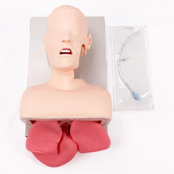 Medical Anatomy Human Airway Training Manikin Model Advanced Trachea Intubation Simulation