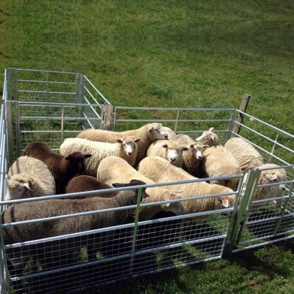 Hot Dipped Galvanized Sheep Panel 1.2m X 2.9m For Austrialia