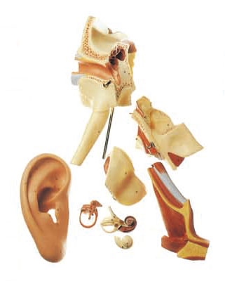 Removeable  Ear Human Anatomy model shows the external ,middle and inner ear for training