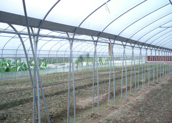 10m Tunnel Width Multi Span Greenhouse Steel Pipe Greenhouse For Hydroponic System