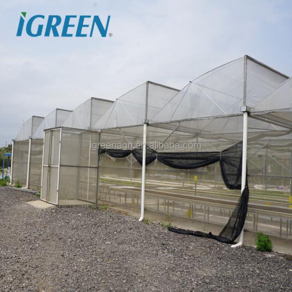 Customizable Plastic Tunnel Greenhouse Saw Tooth Roof Vent Multi Span For Agriculture