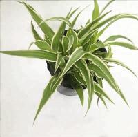 Tabac dégradable de polymères 20 diamètre extérieur de pots d'usine de litre 32cm supérieur
