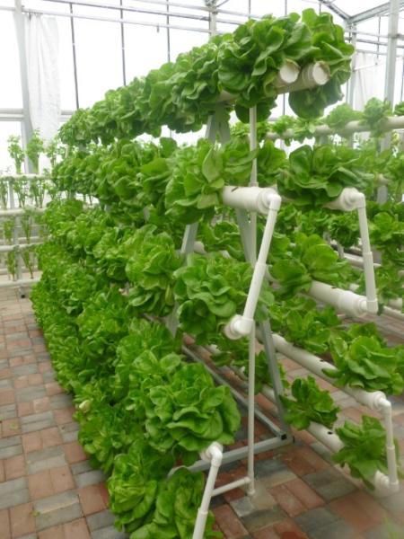 A Type Tower Hydroponics System For Agriculture Greenhouse