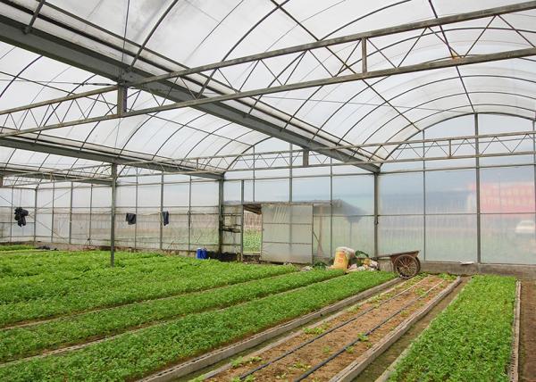 Résistance à la corrosion des serres de 12 à 14 m de largeur pour la culture de fleurs de légumes