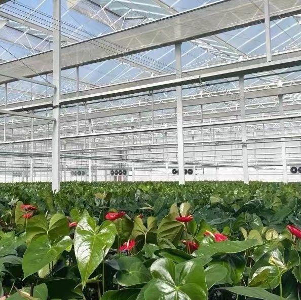 Double Layer Vegetable Planting Greenhouse with Drip Irrigation and Steel Structure