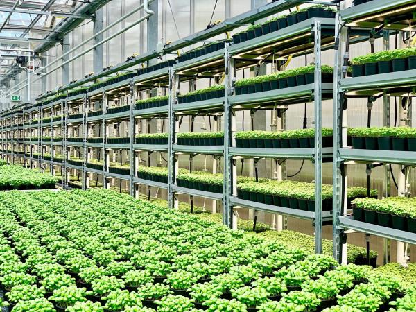 4000lm 300W 3500K Vegetable LED Grow Lights