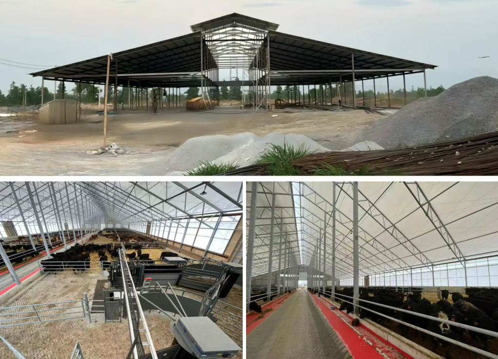 Quick Installation Prefab Steel Structure Cattle House with 30 Years Warranty and Bolt Connection