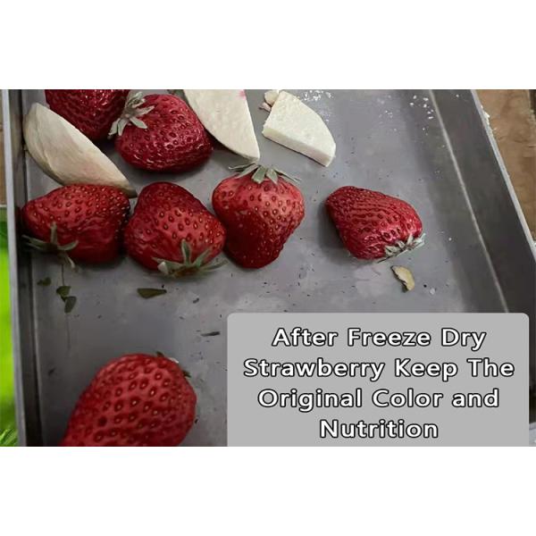 300 кг электрическое отопление Промышленная вакуумная морозильная сушилка