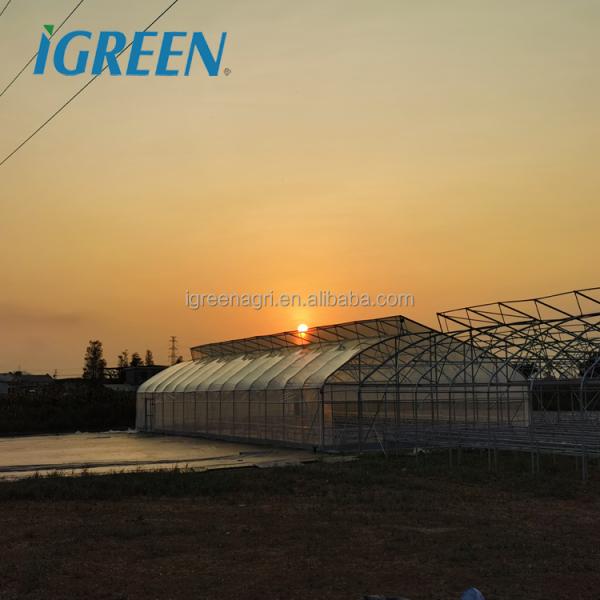 Commercial Tropical Roof Vent Single-span Large Greenhouses Hot Dipped Galvanized Steel Film Cover for Tomato Lettuce Pepper