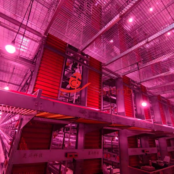Auger Filling Device Layer Chicken Cage System Low Feed Waste