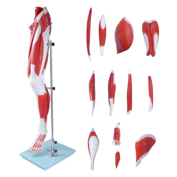 Human Hip thigh calf and foot muscles 13 parts Life Size Arteries & Veins for Study Display Teaching Medical Leg Muscle Model