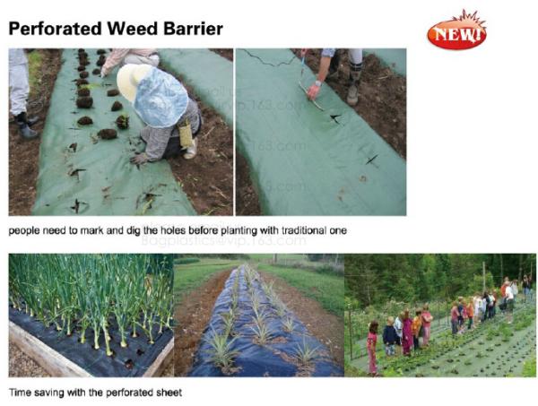 PE CLIPS, CULTIVATING BAG, 100% BIODEGRADABLE VARIOUS SIZE ARE AVAILABLE,GREEN HOUSE,POT, PLANTING, PLANTER, FILM COVER,