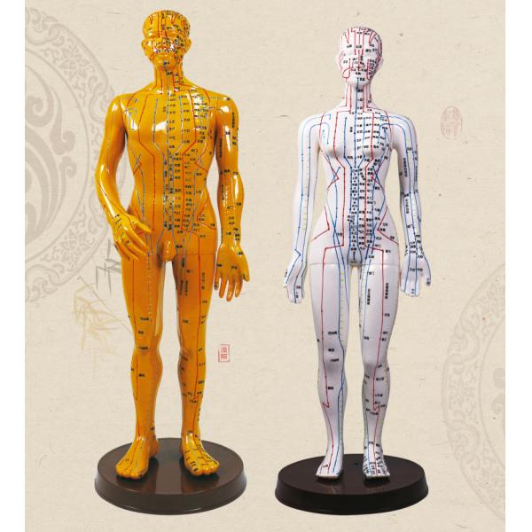 Bronze Human Body Acupuncture Model Manikin with Male Acupoints and Meridian Points