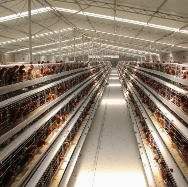 Fully Automatic 4-Tier H-Type Battery Cage with Hot-Dip Galvanized Steel for Layer Hens and Broilers
