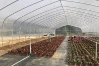 Hot-Dip Galvanized Agricultural Greenhouses and Farm Tunnel Greenhouse Plastic Film Cultivation For Hydroponic Planting