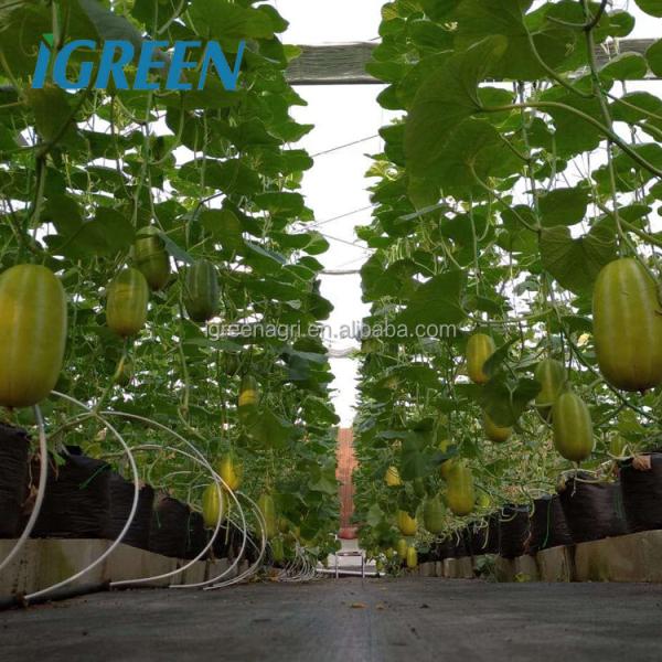 Large Multi Span Greenhouse 200micron Plastic Film Greenhouse For Vegetables And Flowers