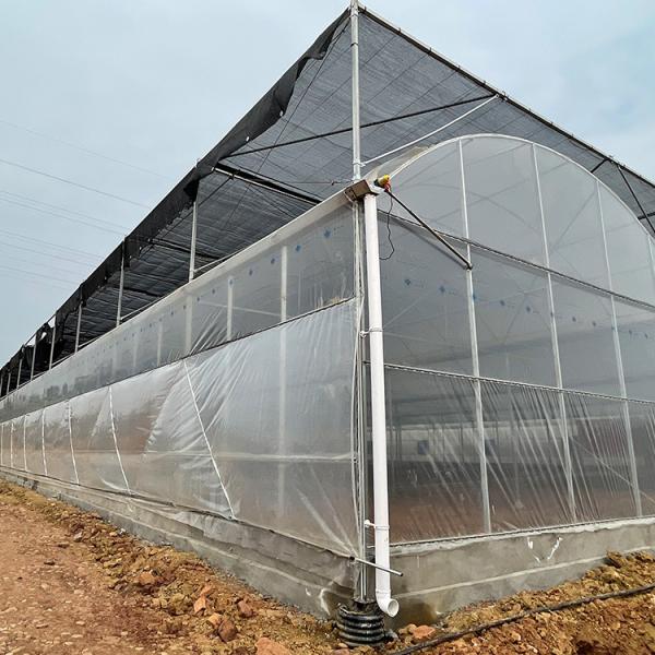 多スパンのトマトの植わることのためにカスタマイズされる農業のプラスチック フィルムの温室