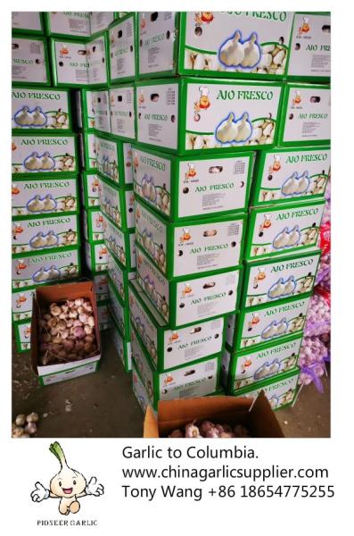 2019 China garlic to Columbia. new crop with good price.