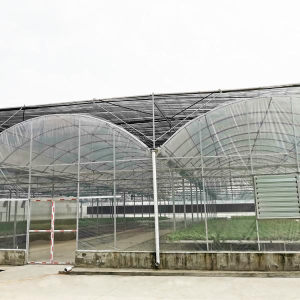 Galvanized Steel Pipe Agricultural Plastic Film Multi Span Tunnel Greenhouse For Vegetable