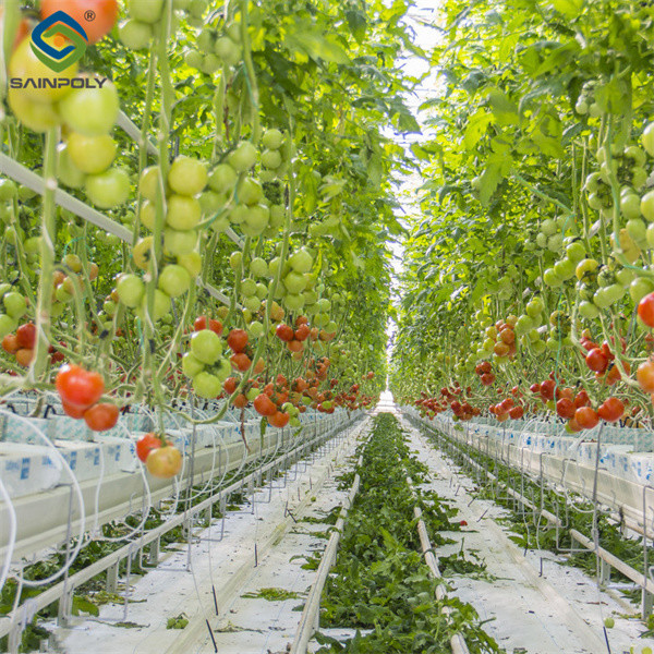 Vegetable Fruits Growing Farm Hydroponic Greenhouse Vertical / Horizontal NFT