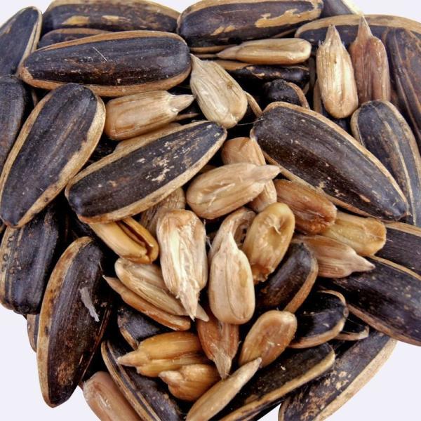 Wholesale Nutrition Food High Quality XL Five Spice Flavor Roasted Sunflower Seeds Best Price ODM OEM