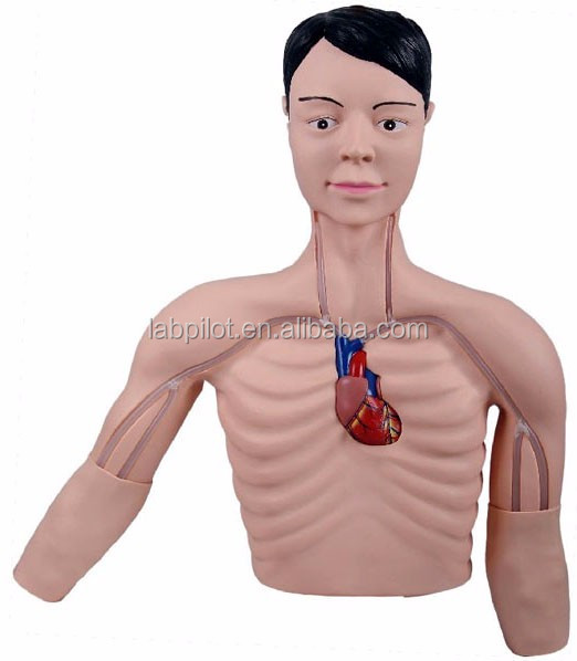 Advanced PVC PICC Intervention Simulator for Teaching Venous Puncture Skills Practice