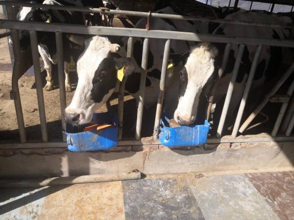 EBS050BL Lick Brick Holder Veterinary Medical Equipment