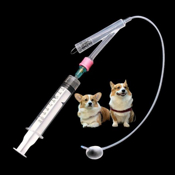 Dog Urinary Catheter Placement in Dogs Durable Solutions for Pet Care