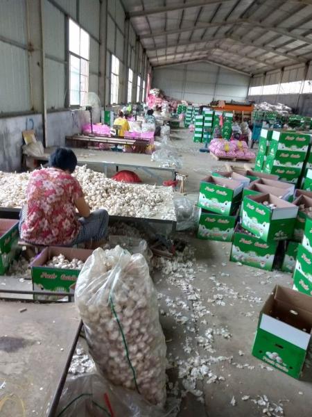 China fresh garlic export to Brazil by Pioneer Garlic Group