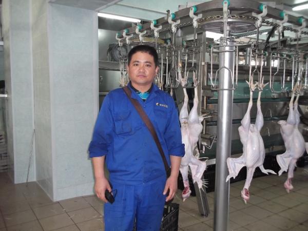 PLC制御の食鳥処理ラインとステンレス鋼304材で鶏肉処理を効率化