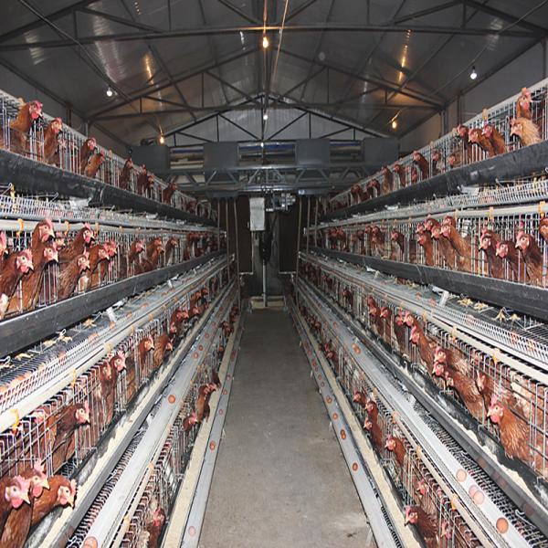 Автоматическое СМ системы 65 x 62,5 клетки цыпленка слоя яйца птицефермы 44 x