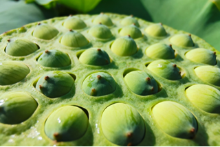 Organic Lotus Seeds (250g)