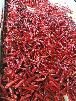 3CM высушенные птицы наблюдают стручки Chili чилей едкие красные обезвоженные без стержня
