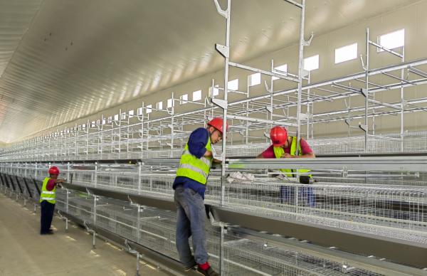 Fast Construction Light Steel Structure Pigsties Typhoon Resistant Chicken Houses Pig Houses