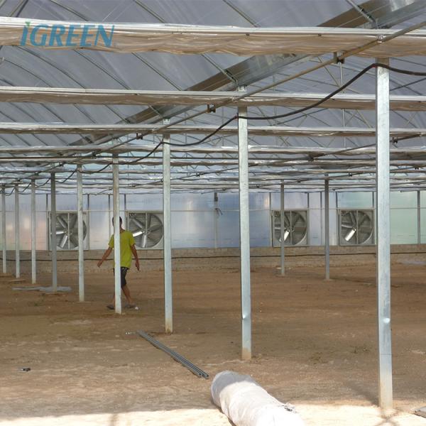Invernadero con película plástica de 200 micras, tela de sombra, altura del techo 7 metros para fresas