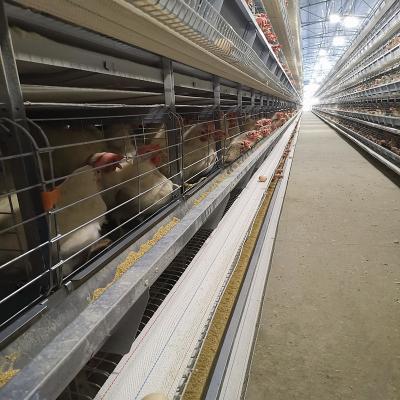 Alimentação do funil da gaiola da galinha da camada da bateria das aves domésticas de Soncap 3-8tiers