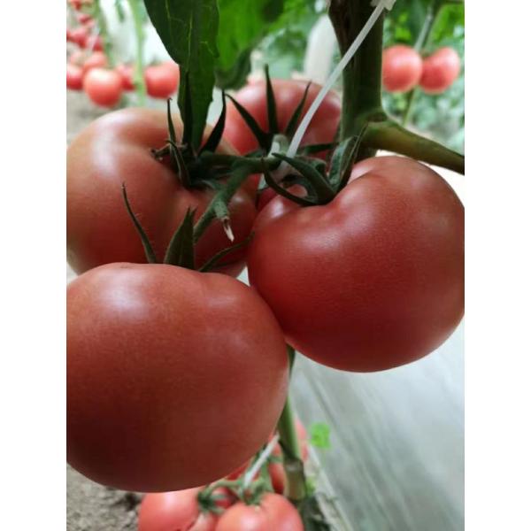 Os minerais Chelated bio estimulante do traço degradaram facilmente micro-organismos do solo