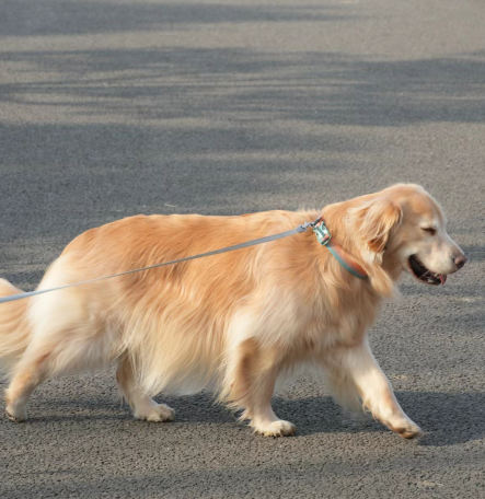 Soft Comfortable Advantage Custom Led Dog Collar with Tracker Case Waterproof Light