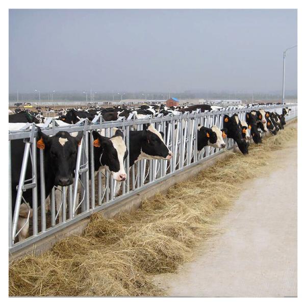 steel pipe 0.75m/position Cattle Head Lock For Dairy Farm Feeding Treating