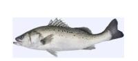 Cuatro estilos línea automática de clasificación de caballa y clasificación de peces pequeños equipo