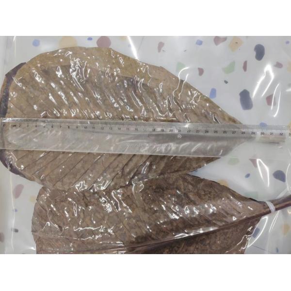 Wholesale  Natural Sushi Fresh Bamboo Leaf Leaves