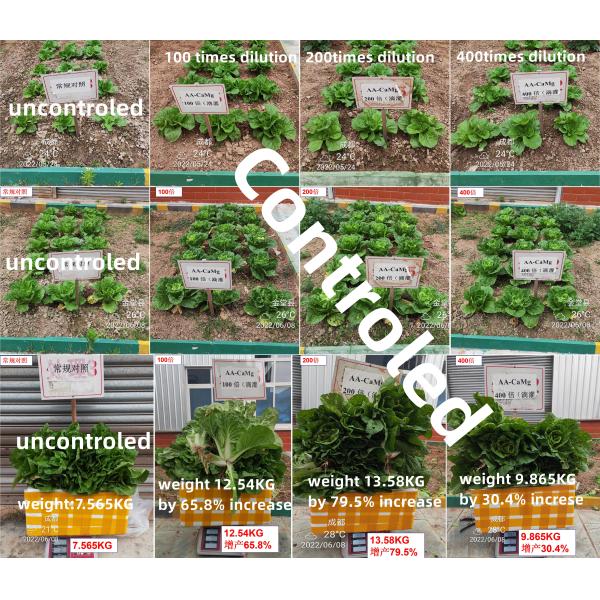 Amino Acid Chelate Calcium Magnesium Fertilizer For Fruit Enlargement Sweetness