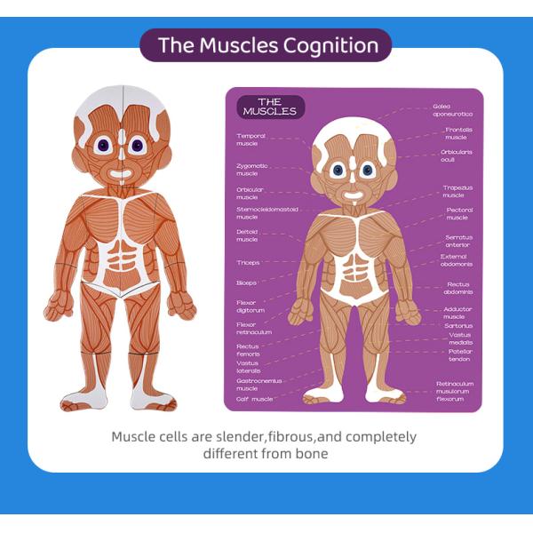 Модель человеческого тела реалистический человеческий дисплей анатомии забавляется 48 частей ранг 3+ возрасты 8+