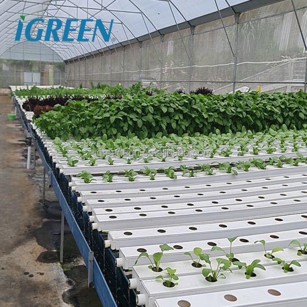 Large Single Layer PE/PVC Multi-Span Agricultural Greenhouse with Flat NFT Lettuce Hydroponic System