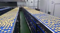 Linha de produção automática do bolo do transporte de correia de FDA do distribuidor de Papercup
