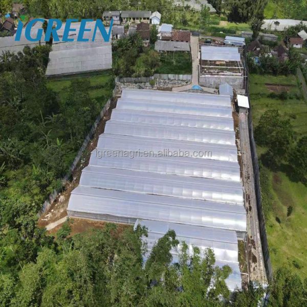 Large Single Layer PE/PVC Multi-Span Agricultural Greenhouse with Flat NFT Lettuce Hydroponic System