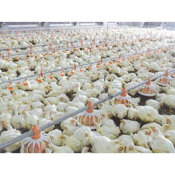 Fully Automated Poultry House Equipment with 50-Year Service Life and Food-Grade Drinking Fountain System