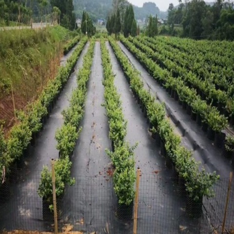 Premium Fabric Ground Cloth Weed Barrier With Superior Permeability Weed Control