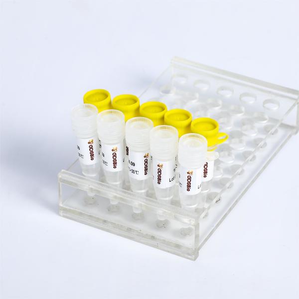 KASP PCR Master Mix P4021 P4022 SNP InDels Detection