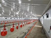 Structure en acier moderne Poule maison poulaillerie préfabriqué bâtiments agricoles sur mesure